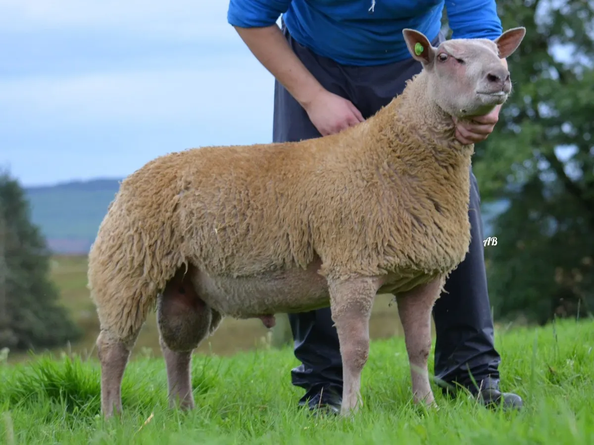 Charollais ram sale Raphoe - Image 2