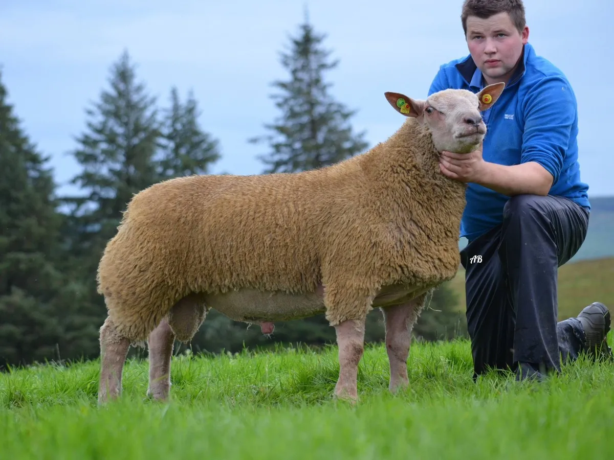Charollais ram sale Raphoe - Image 1