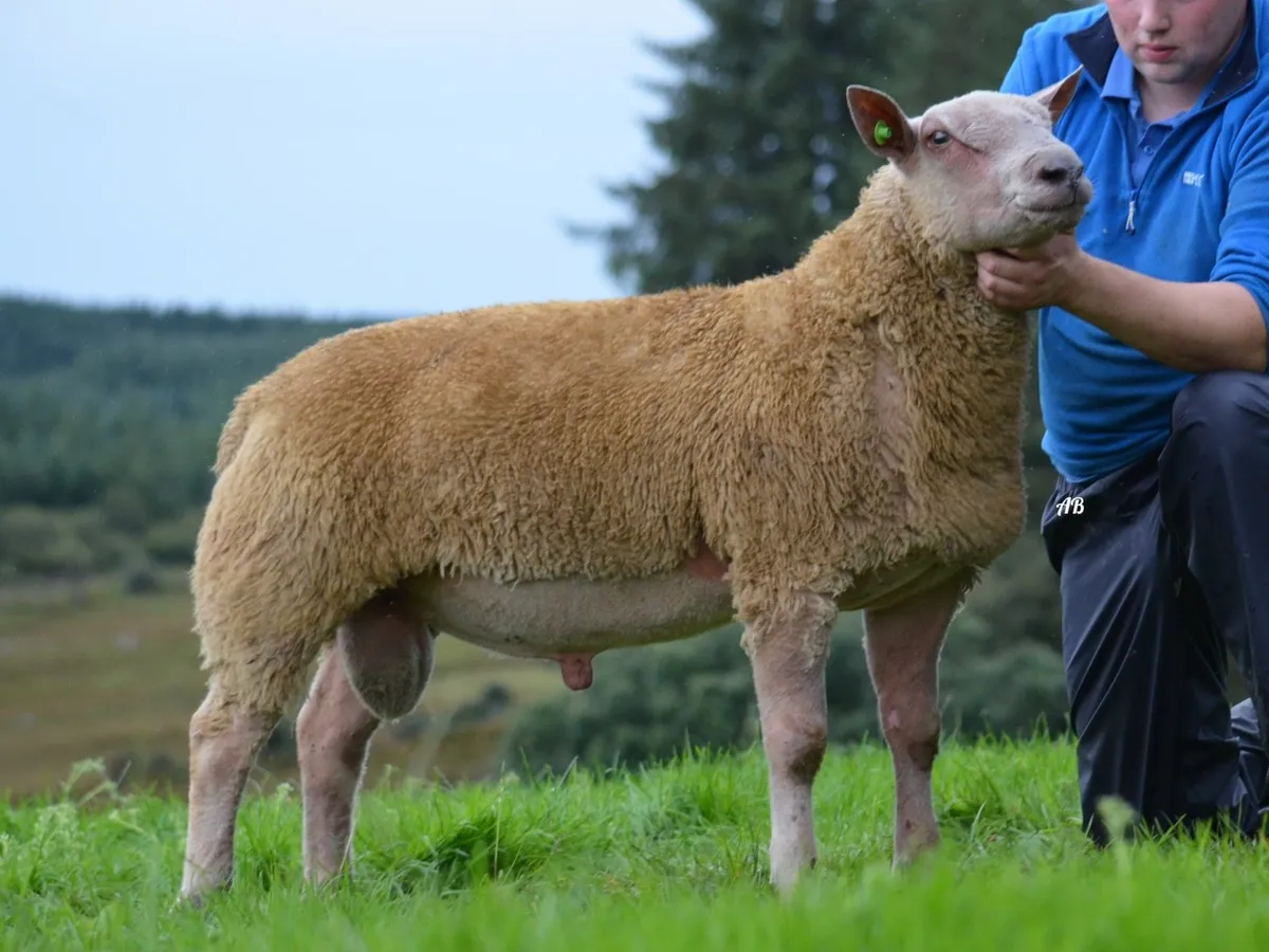 Charollais ram sale Raphoe - Image 3