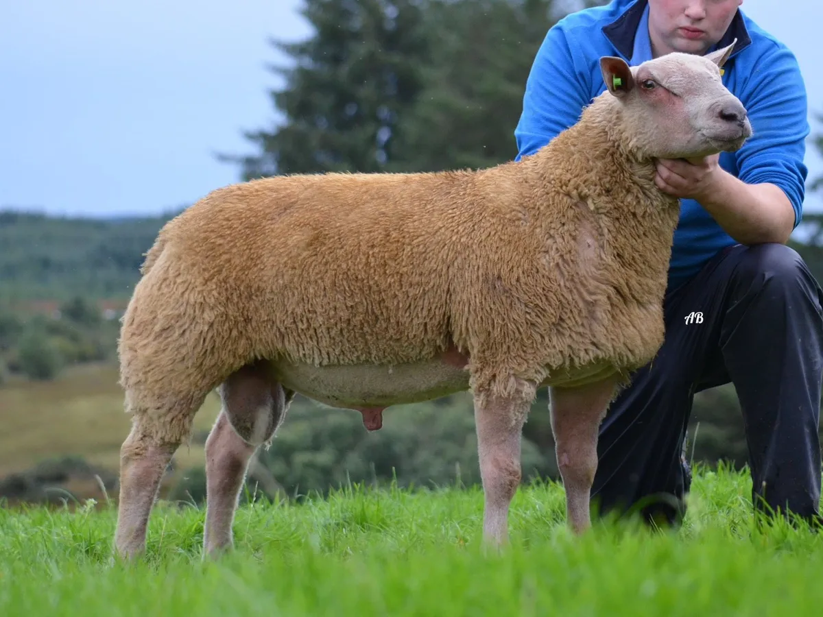 Charollais ram sale Raphoe - Image 4