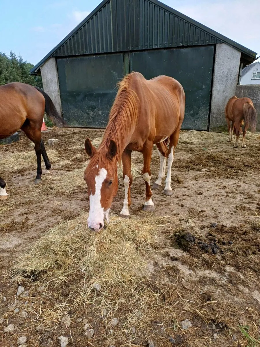 Horses - Image 2
