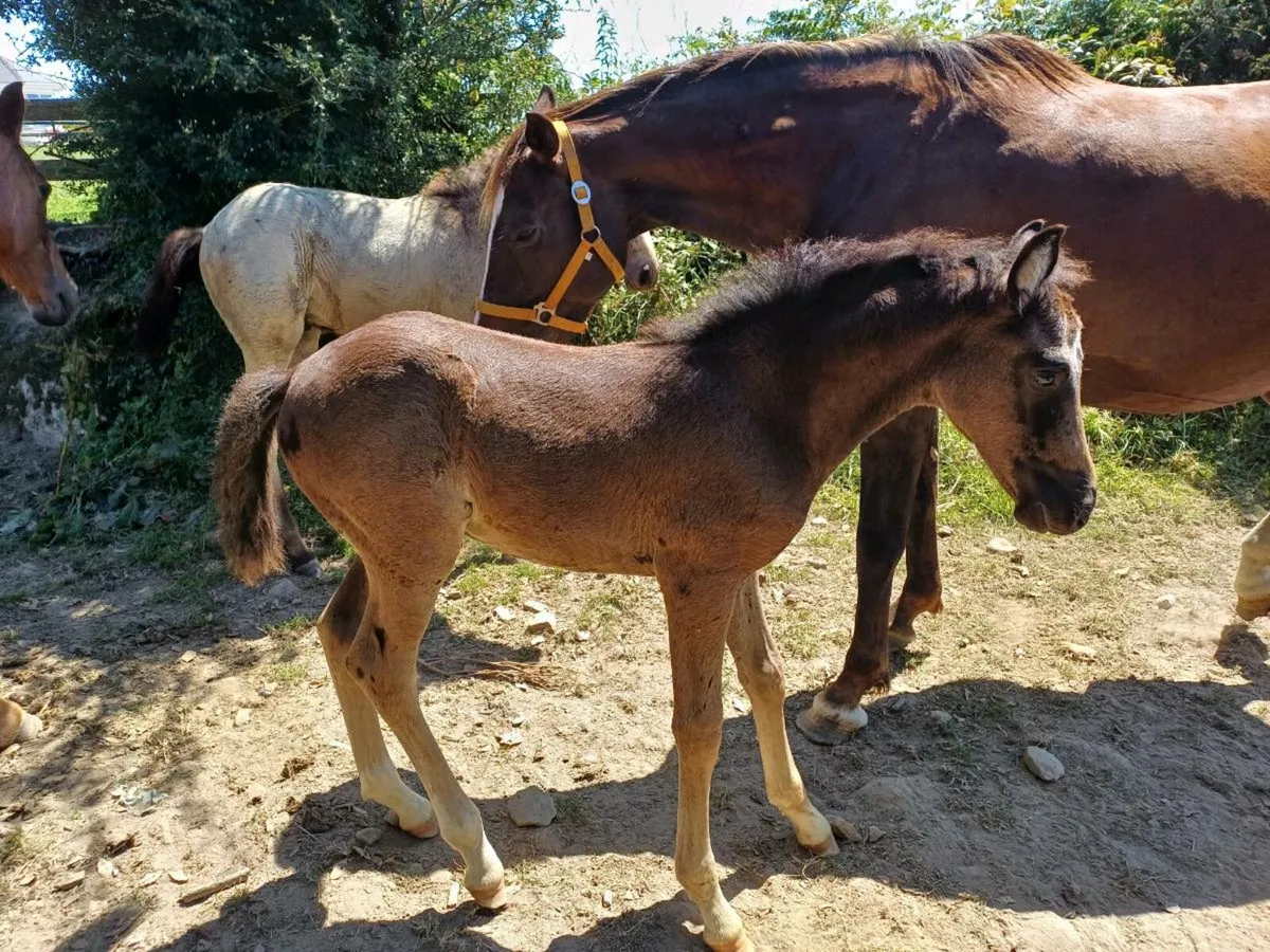 Horses - Image 3