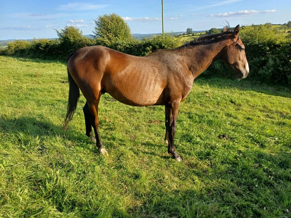 Horses - Image 4
