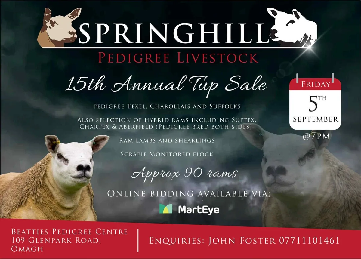 Annual Springhill ram sale - Image 1
