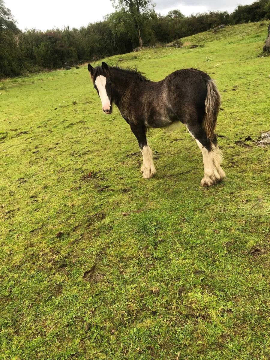Black Splashed colt foal . - Image 1