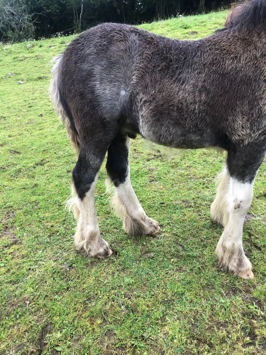Black Splashed colt foal . - Image 3