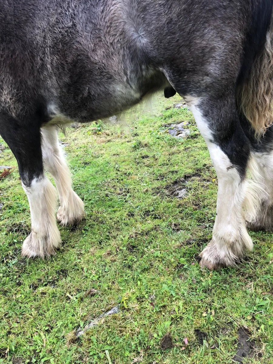 Black Splashed colt foal . - Image 4