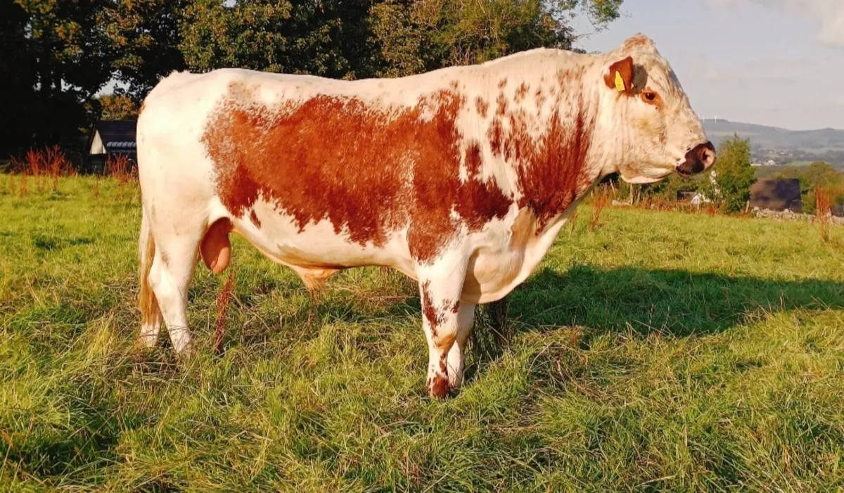 Pedigree Irish moile bull - Image 1