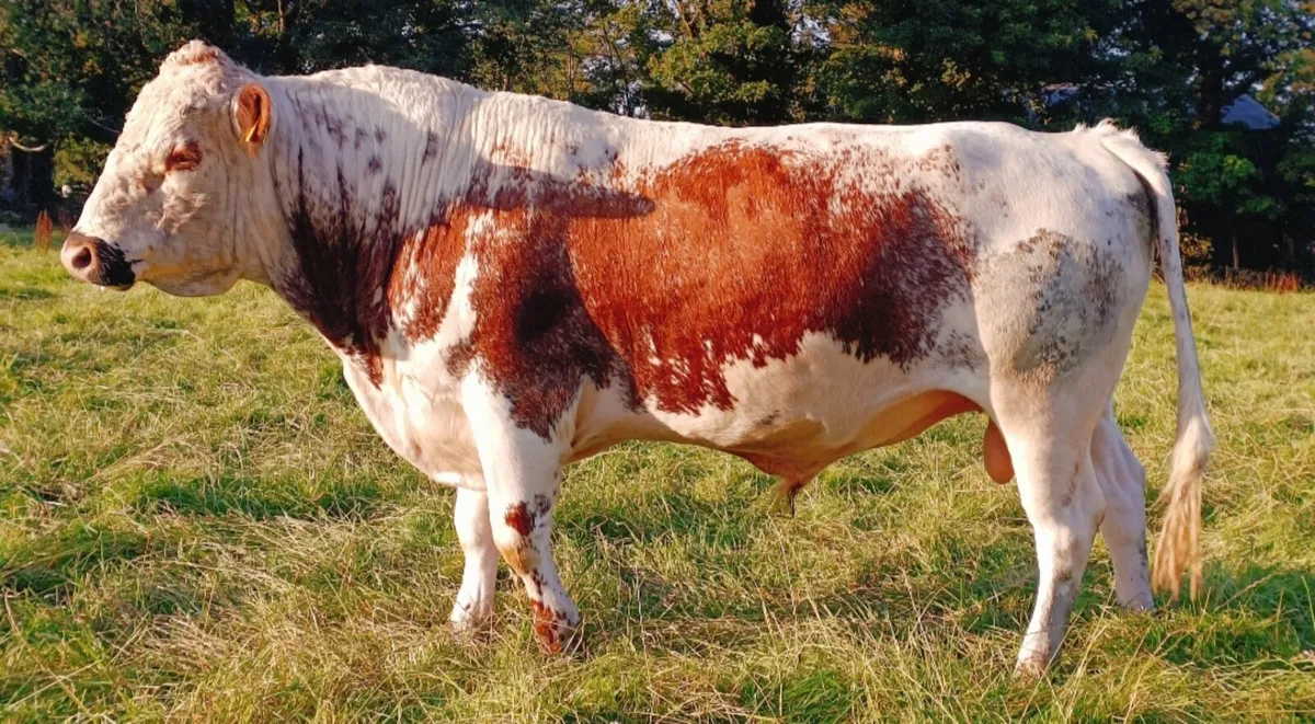 Pedigree Irish moile bull - Image 2