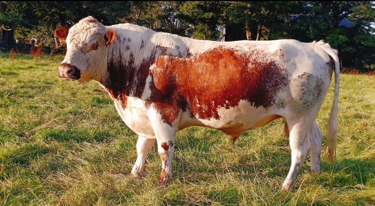 Pedigree Irish moile bull - Image 4