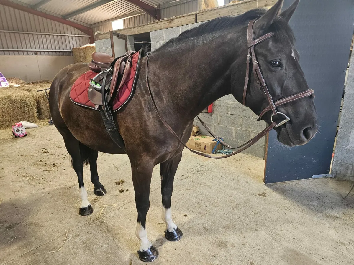 4 year old gelding by dignified - Image 1