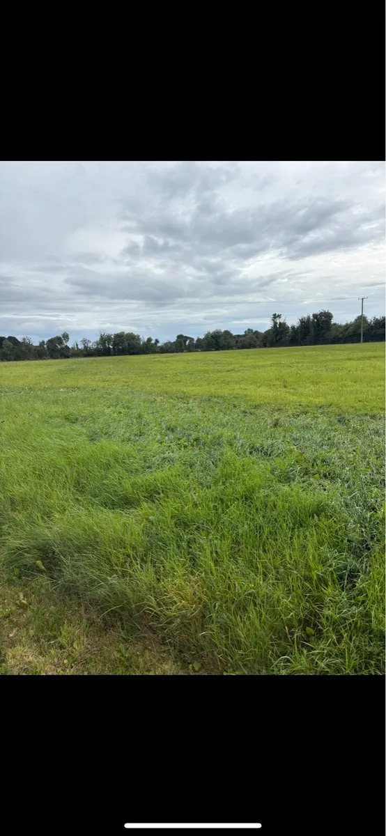 Zero Grazing/ Silage - Image 1