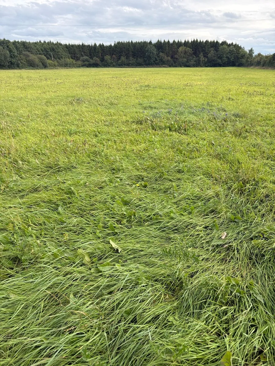 Zero Grazing/ Silage - Image 2