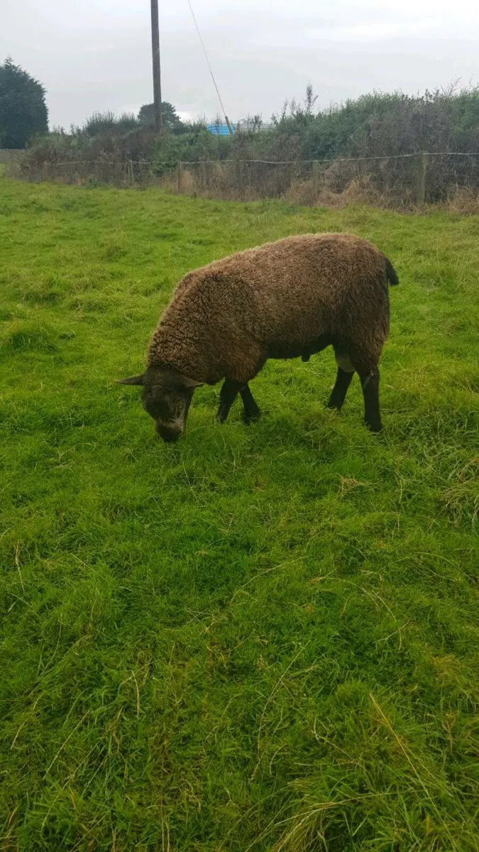 Rams for sale - Image 2