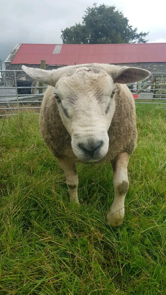 Rams for sale - Image 1