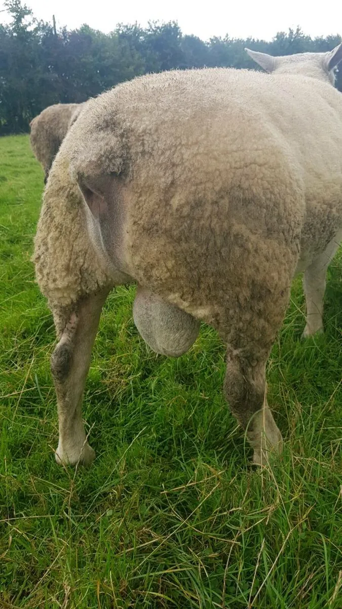 Rams for sale - Image 4