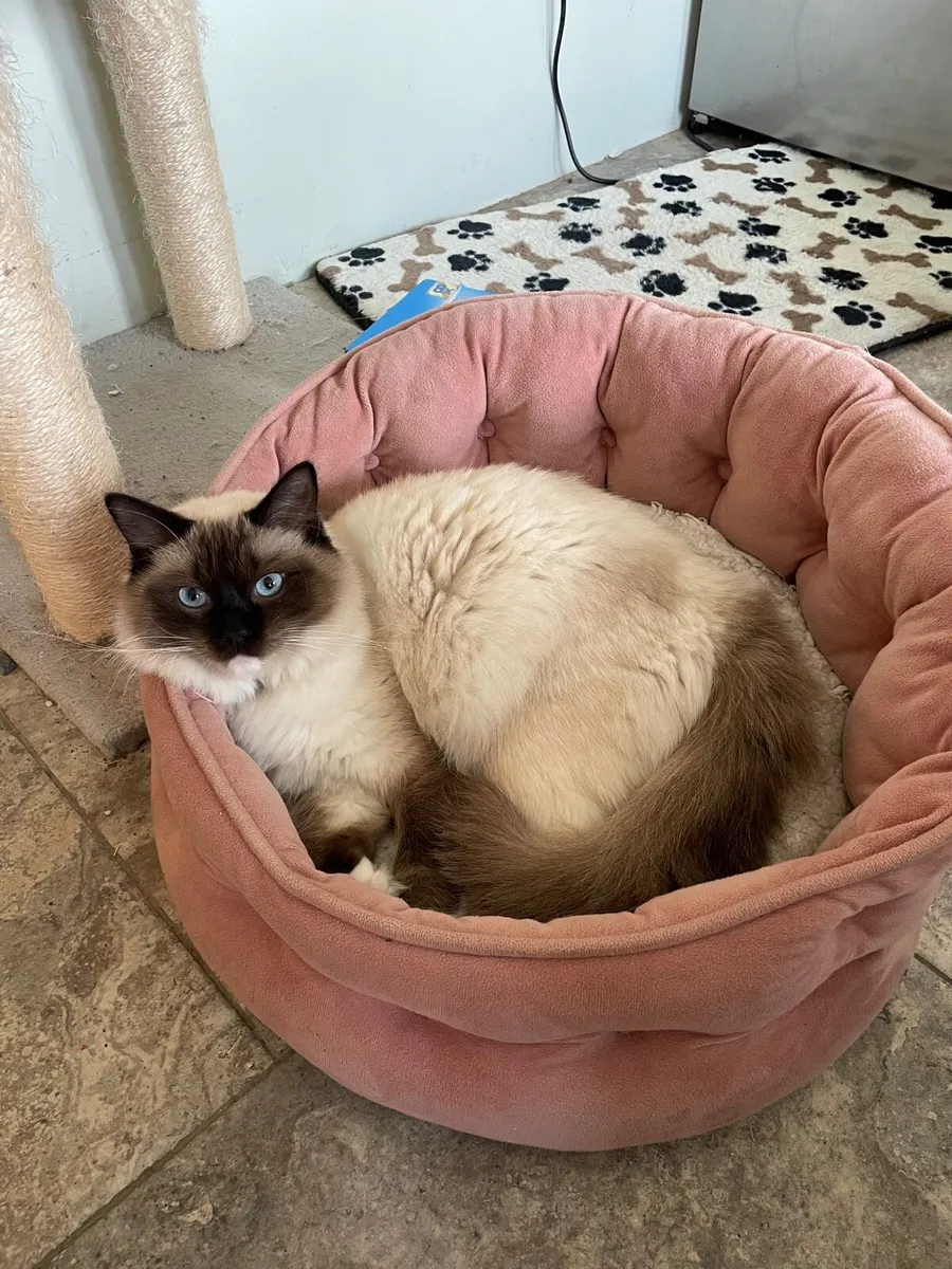 Ragdoll Cat