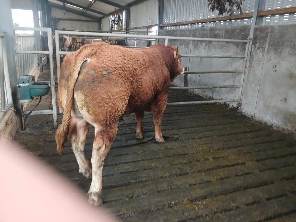 Livestock - Image 1