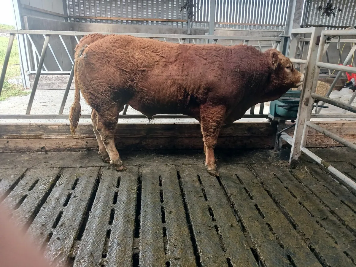 Livestock - Image 2