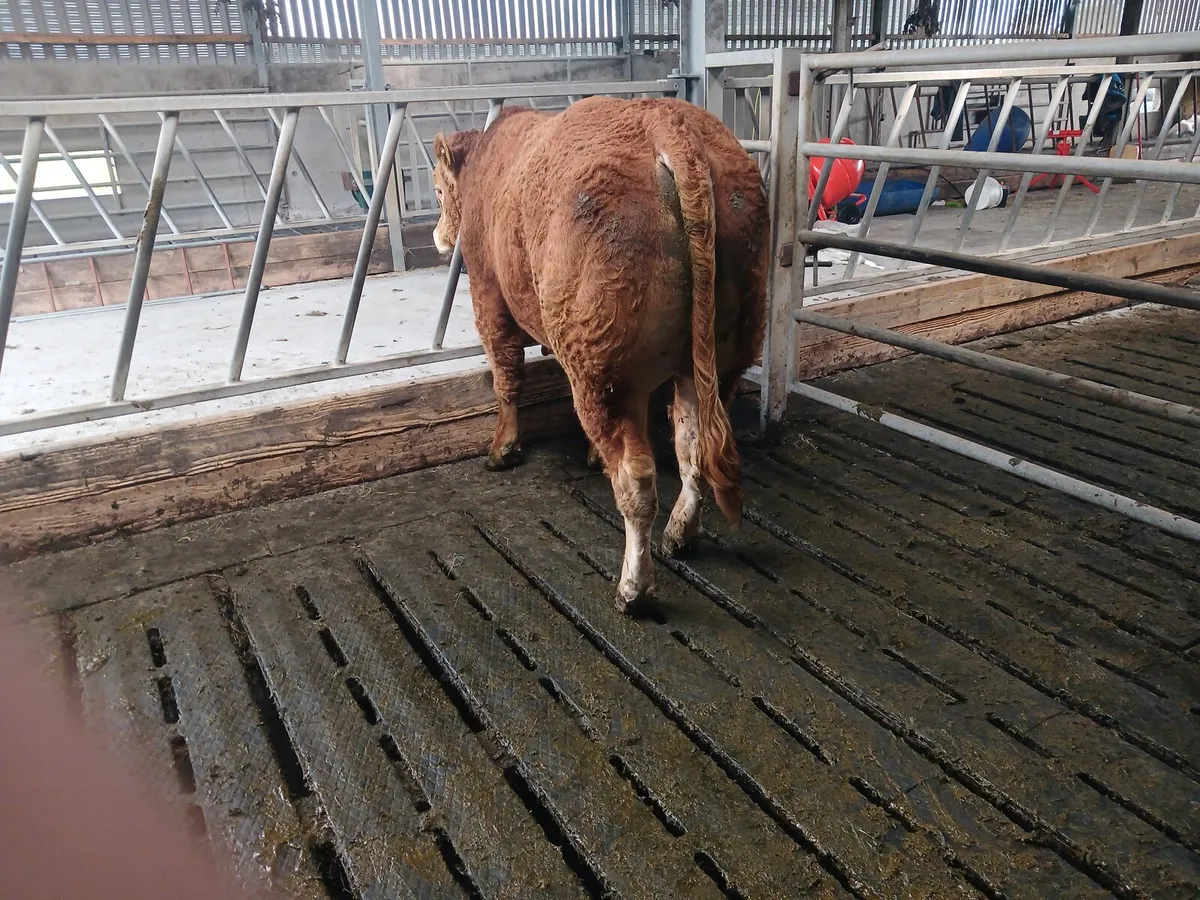 Livestock - Image 3