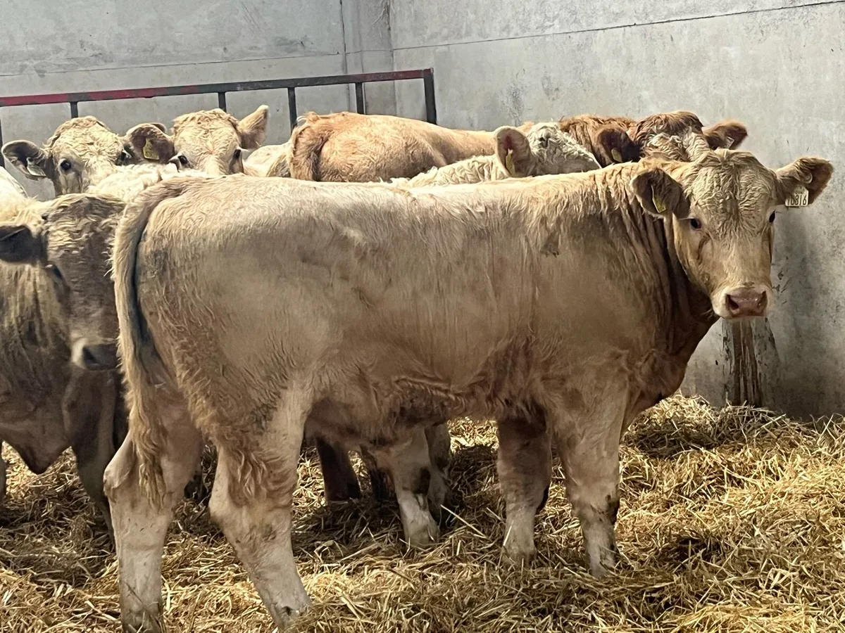 Charolais Bull Weanlings - Image 1