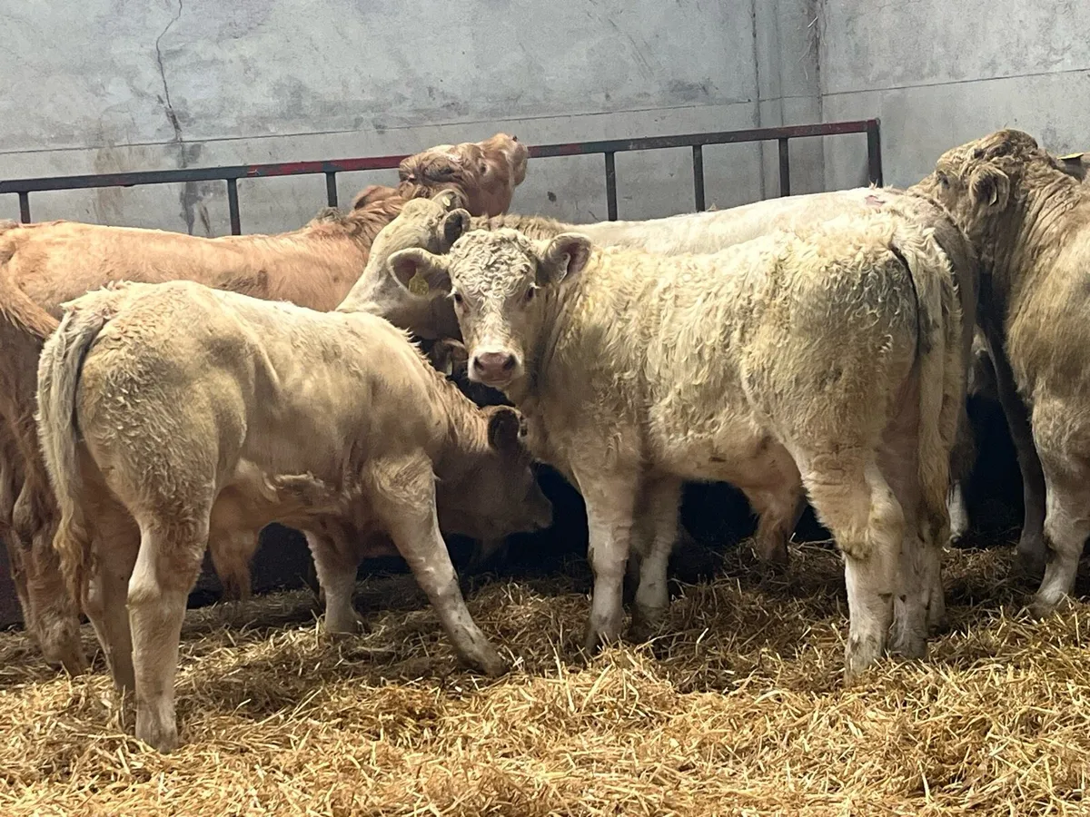 Charolais Bull Weanlings - Image 2