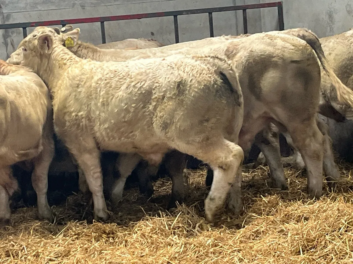 Charolais Bull Weanlings - Image 3