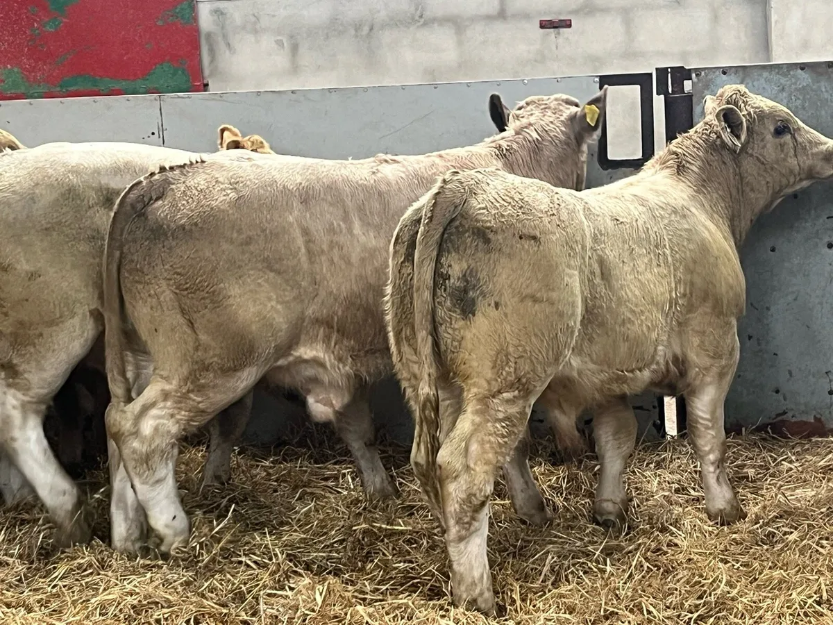 Charolais Bull Weanlings - Image 4