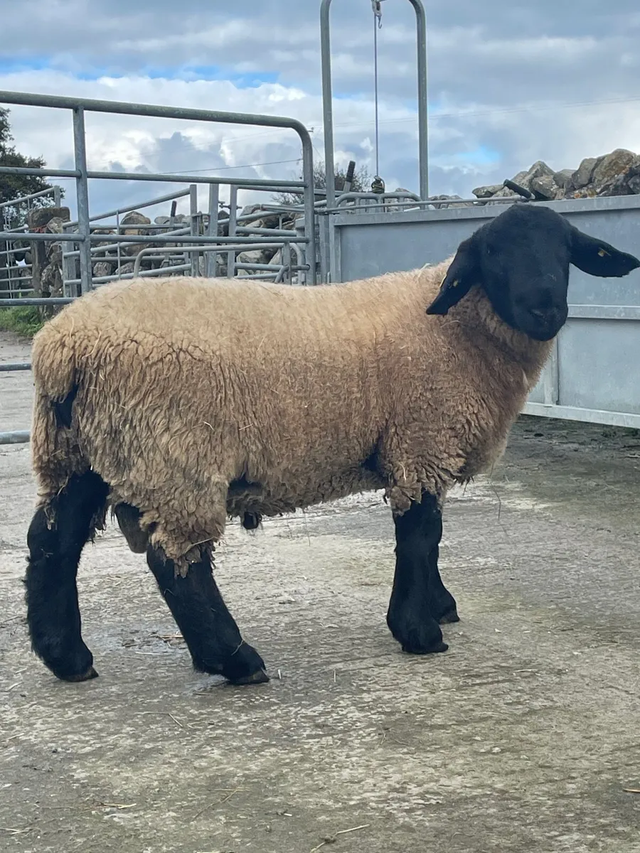 Pedigree Suffolk ram lamb