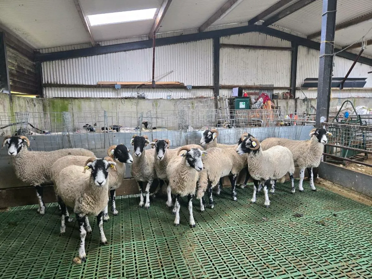 Swaledale Ewe Hoggets - Image 1