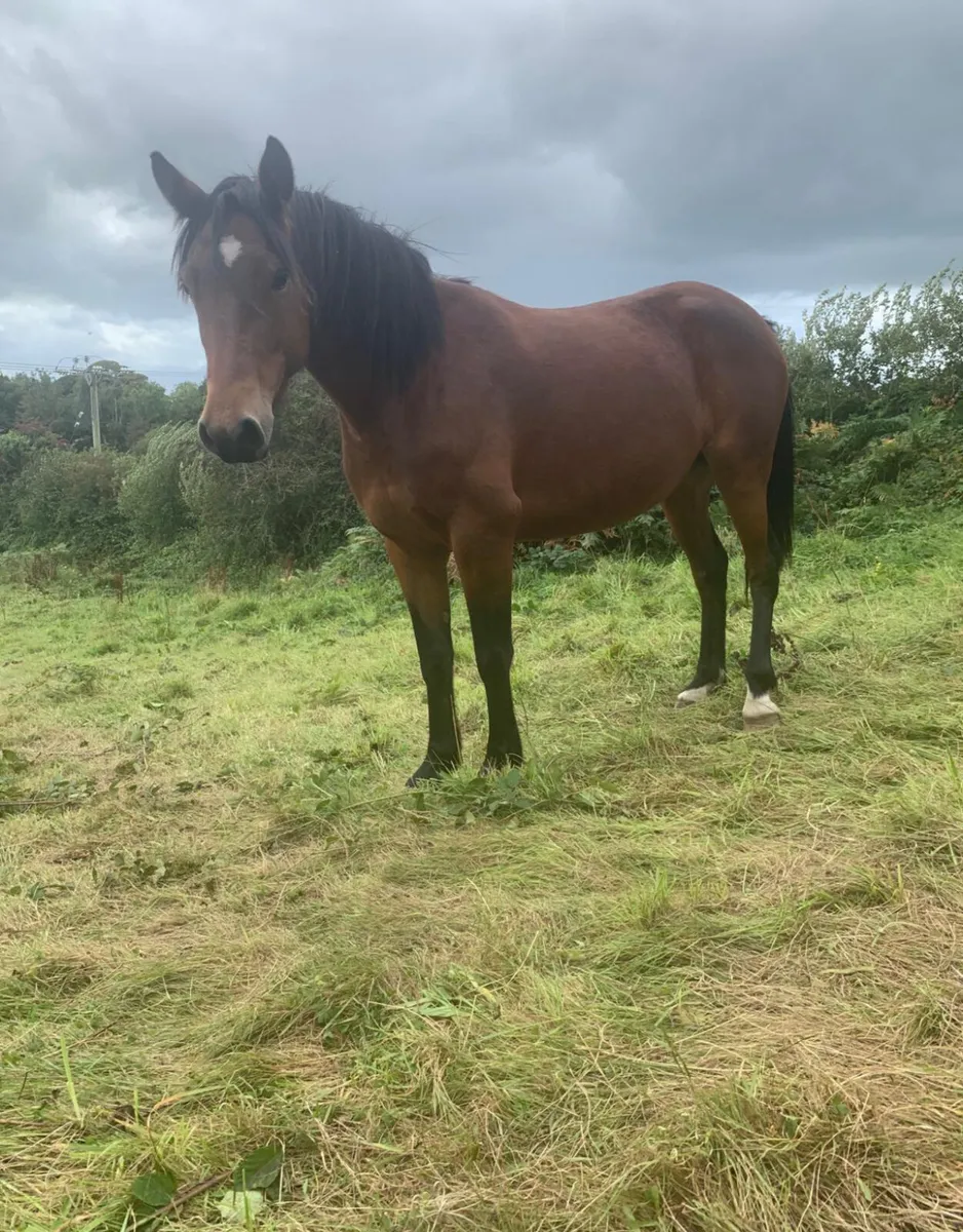 4 yr old unbroken registered Connie