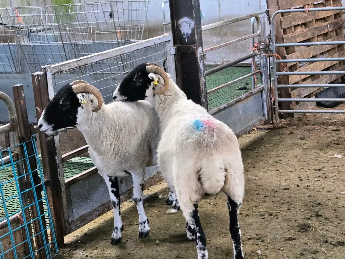 Swaledale Ewe Hoggets - Image 2