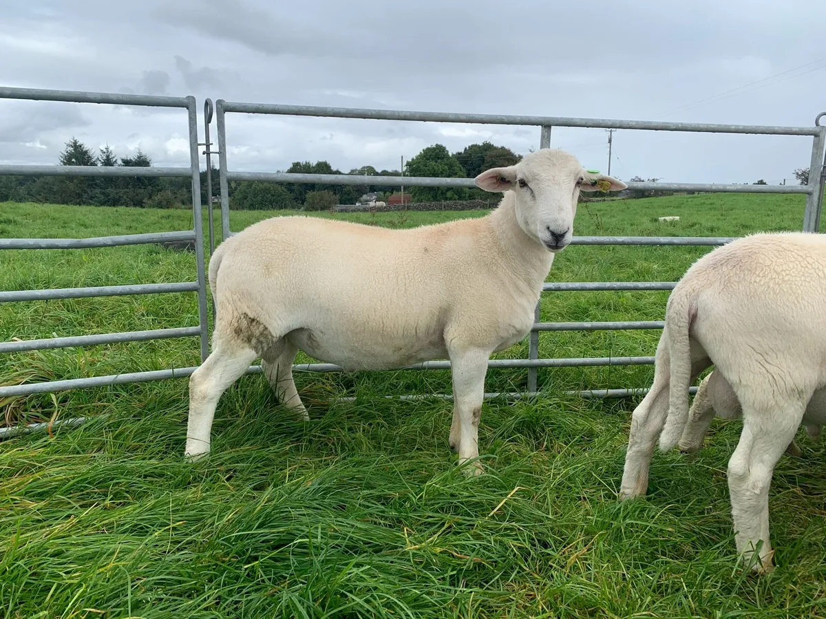 EasyCare Ram Lambs SIS 5star ⭐️⭐️⭐️⭐️⭐️ - Image 2