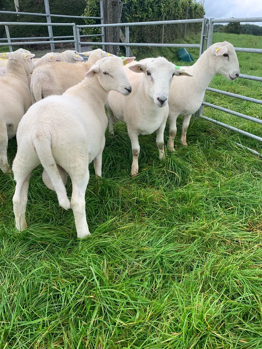 EasyCare Ram Lambs SIS 5star ⭐️⭐️⭐️⭐️⭐️ - Image 3