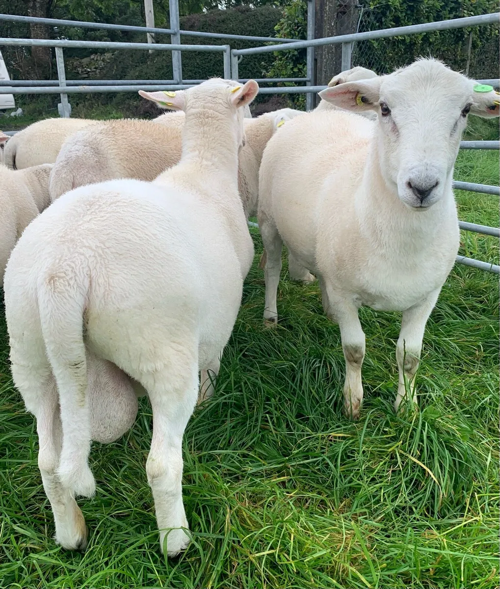 EasyCare Ram Lambs SIS 5star ⭐️⭐️⭐️⭐️⭐️ - Image 4