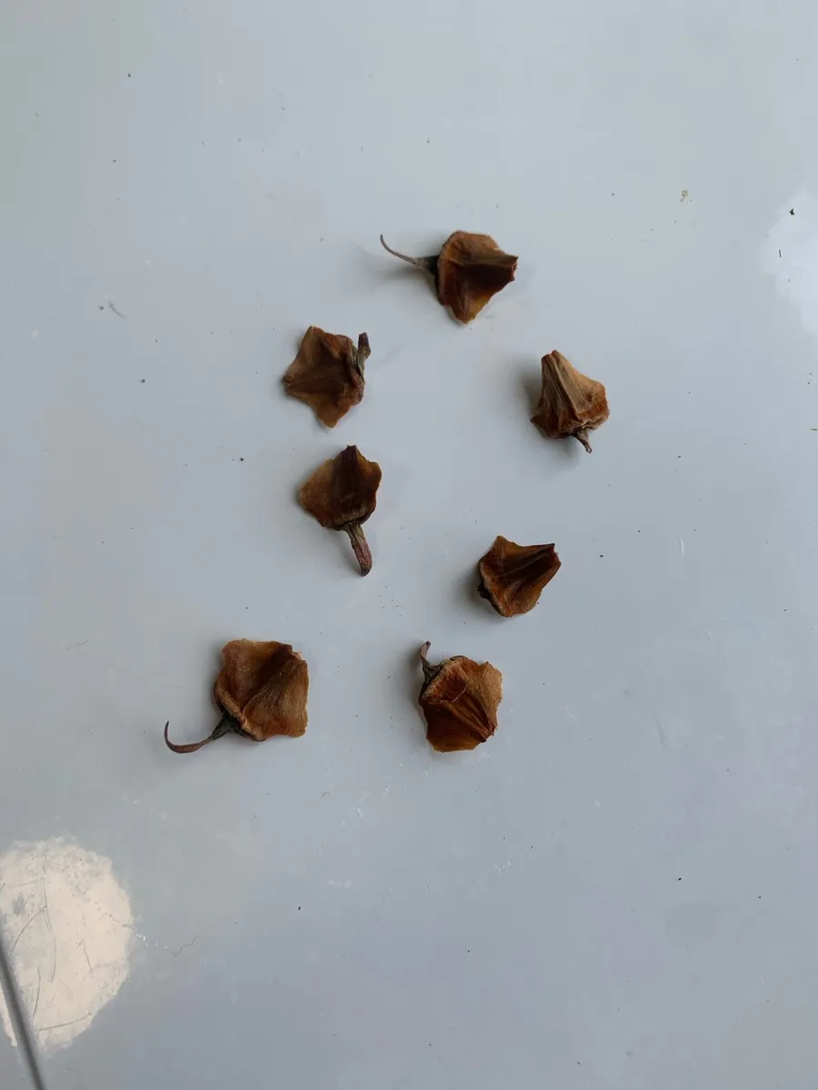 Wollemia pine seeds - Image 1