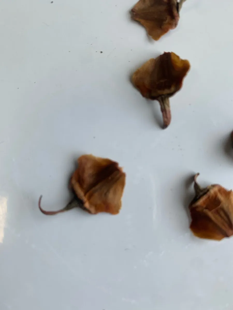 Wollemia pine seeds - Image 2