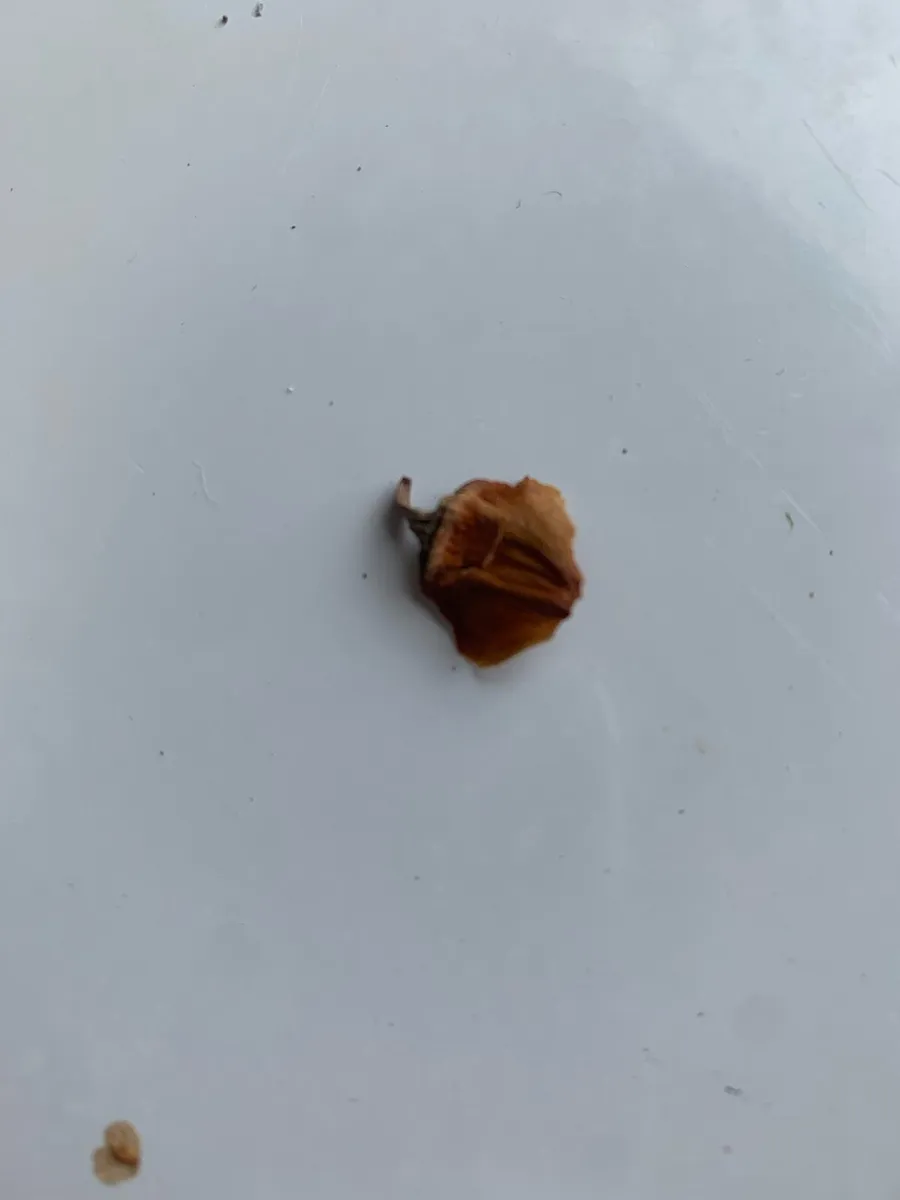 Wollemia pine seeds - Image 3