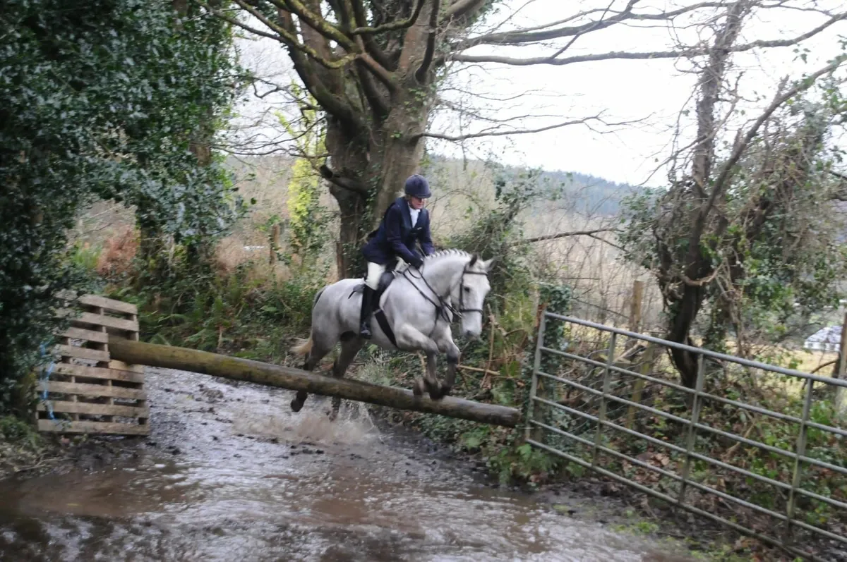 Horse - Image 2