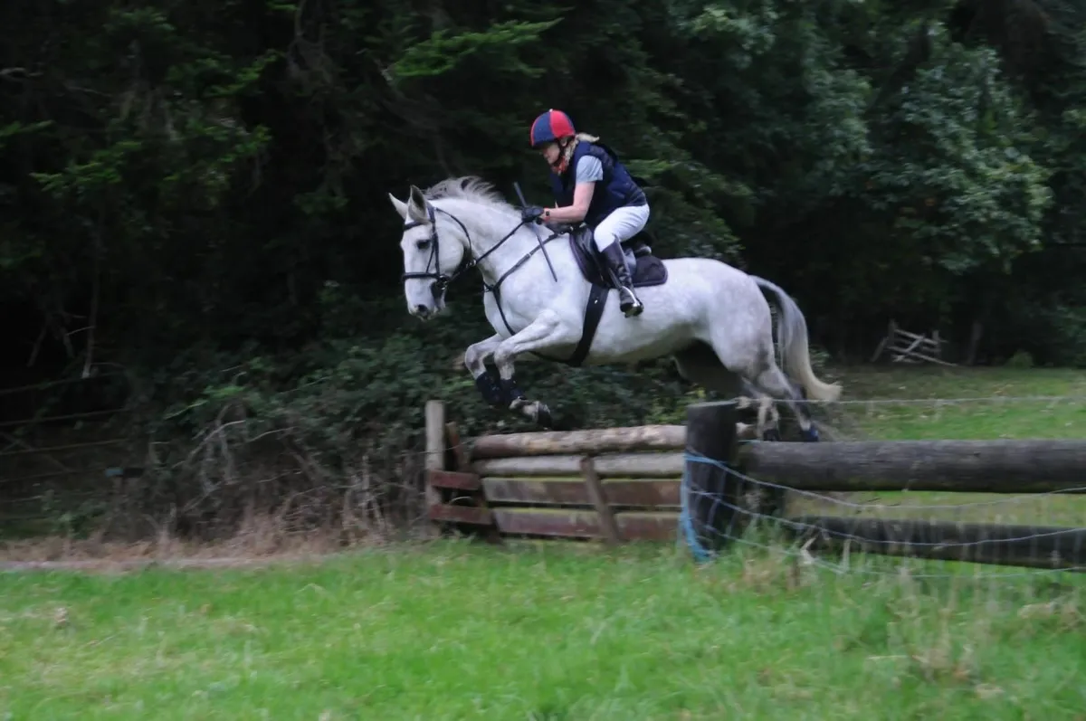 Horse - Image 3