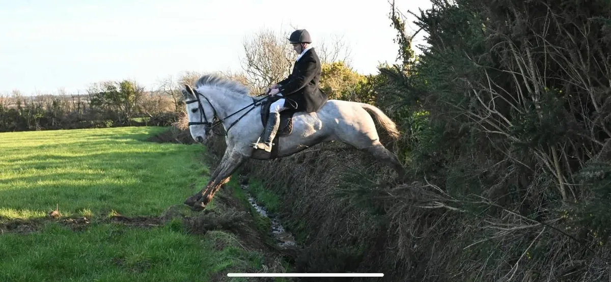 Horse - Image 4