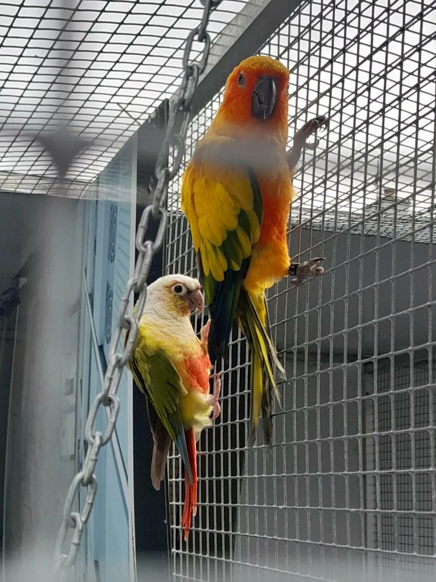 Conures - Image 1