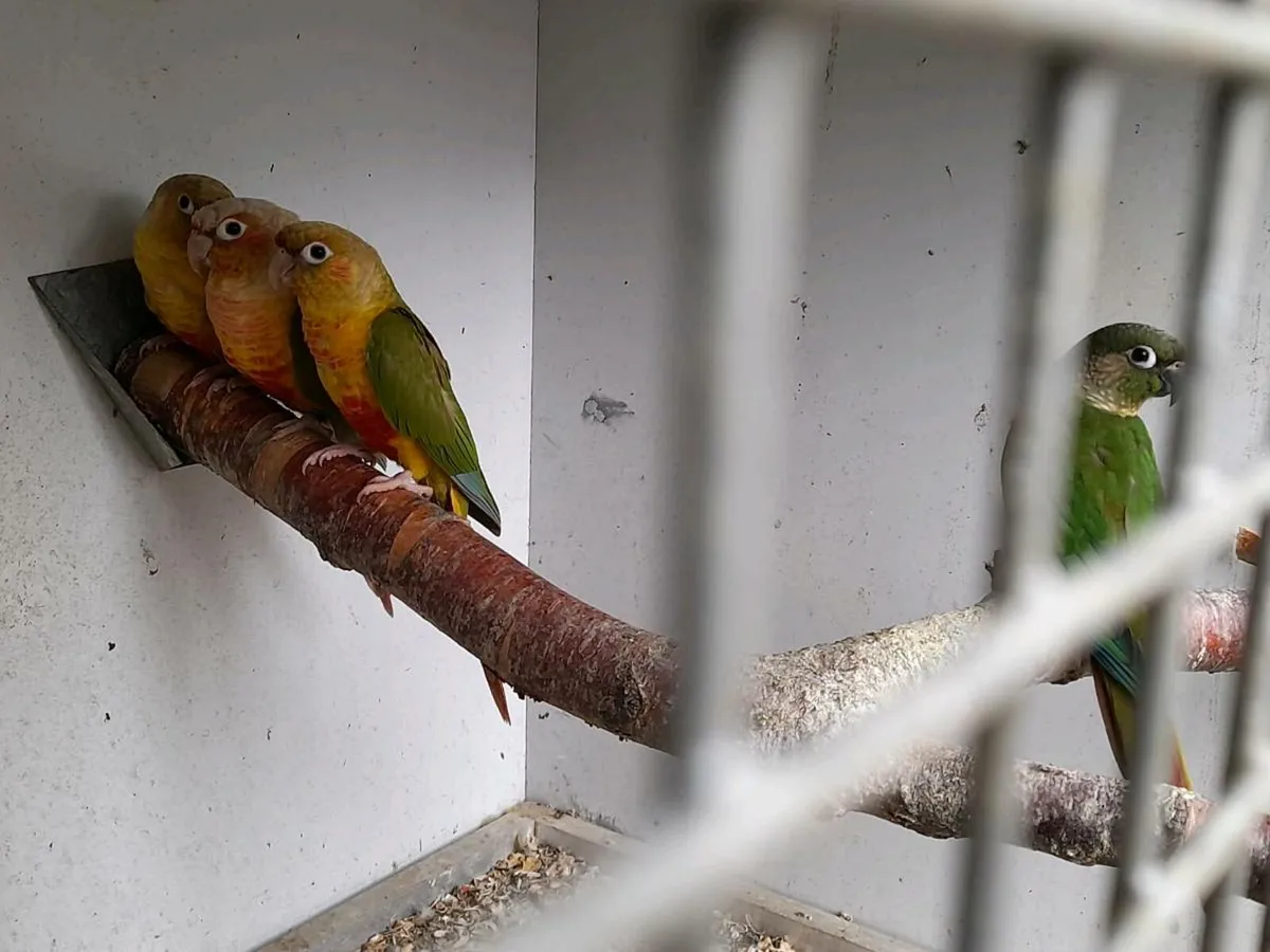 Conures - Image 2