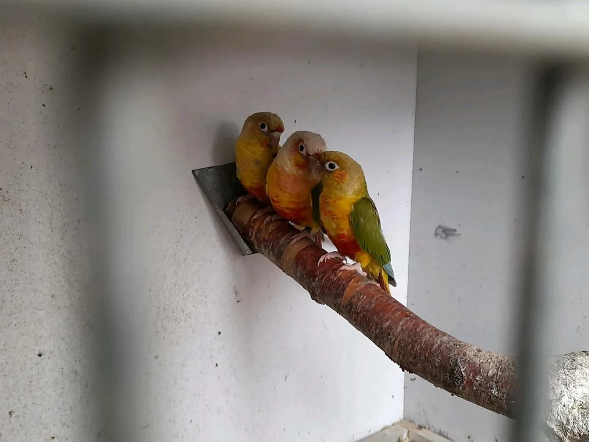 Conures - Image 3