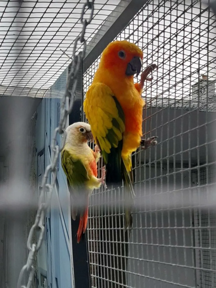 Conures - Image 4