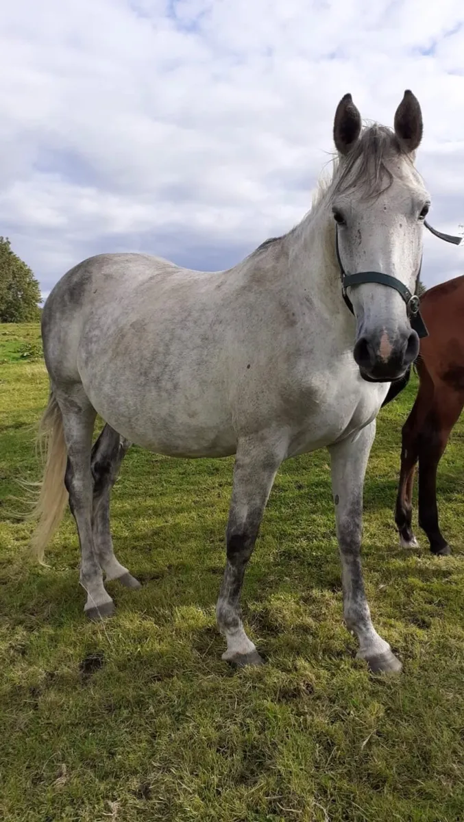 Horses - Image 2