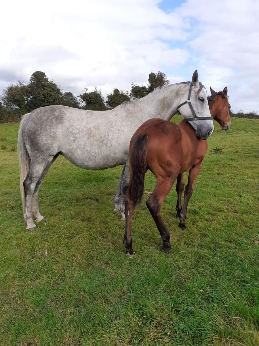 Horses - Image 3