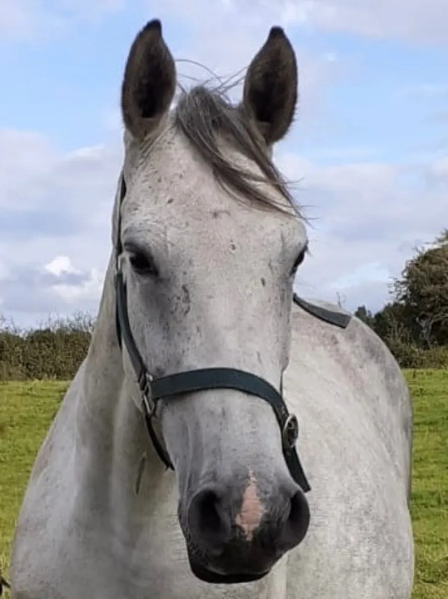 Horses - Image 4