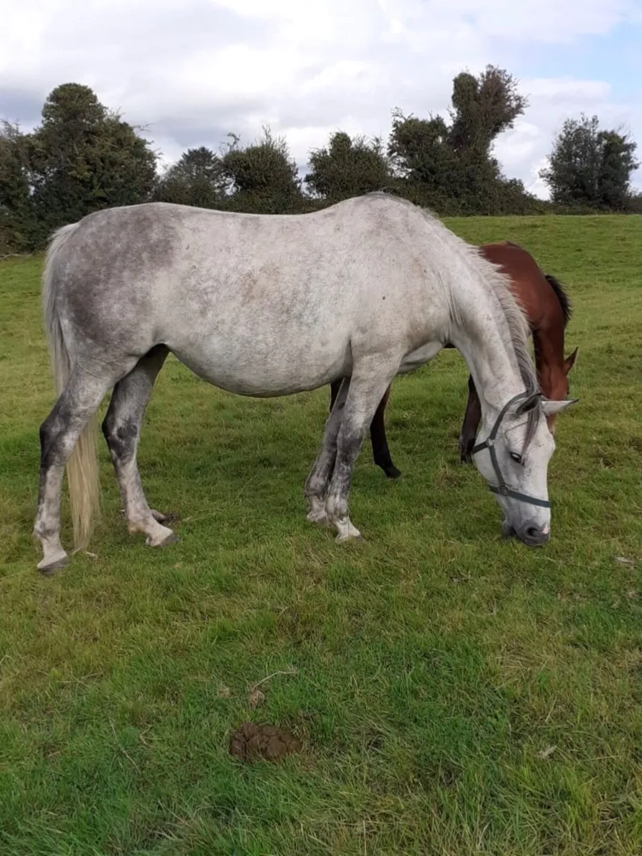 Horses - Image 1