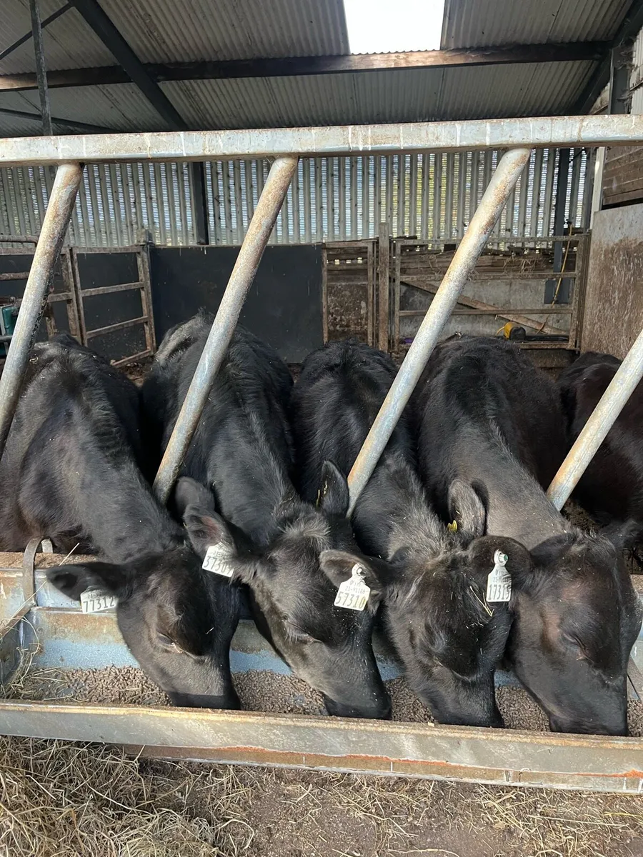 11 Quailty bull runners - Image 1